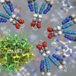 Role of CALB2 Polyclonal Antibody in Epilepsy Research