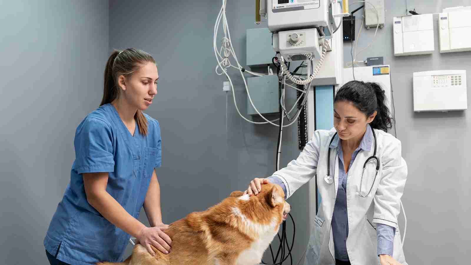 Sudden Paralysis In Dogs: How To Act Before You Reach The Vet