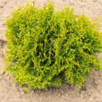 The Importance of Wildcrafted Sea Moss: What Makes Sea Moss Stand Out