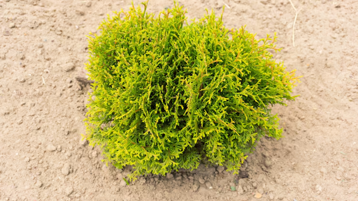 The Importance of Wildcrafted Sea Moss: What Makes Sea Moss Stand Out